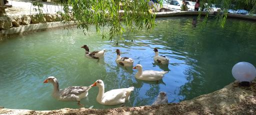 عکس باغ تفریحی سرزمین ابی