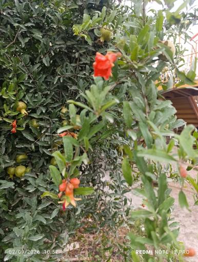 عکس گالیکش
