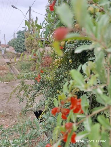 عکس گالیکش