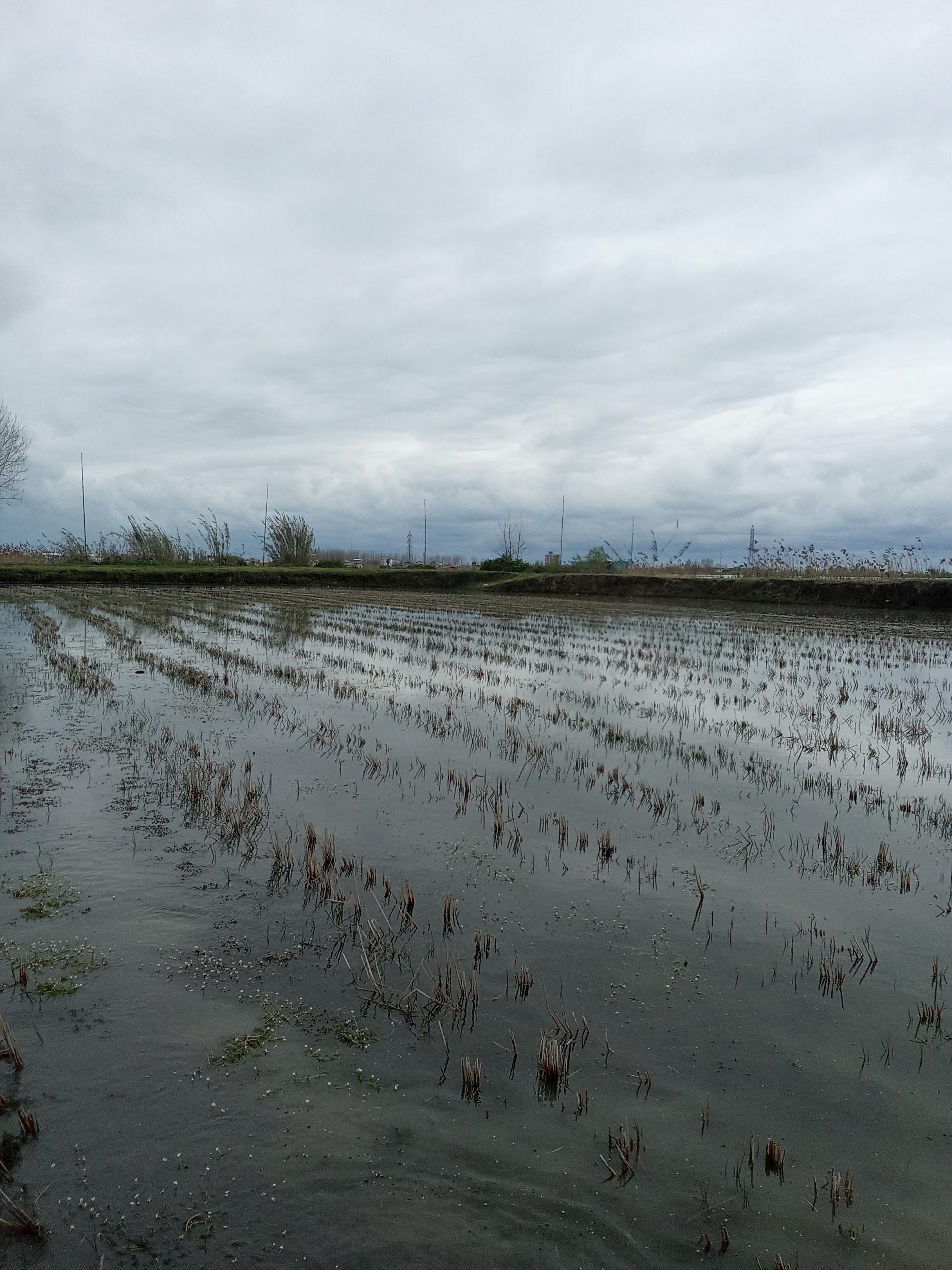 عکس مزرعه غلامی