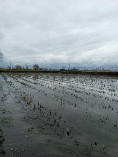 عکس مزرعه غلامی