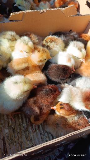 مزرعه مرغ سبز