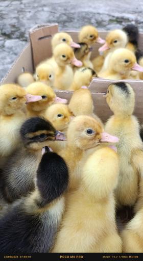 عکس مزرعه مرغ سبز