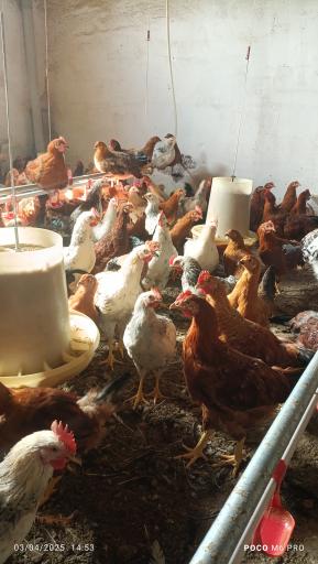 عکس مزرعه مرغ سبز