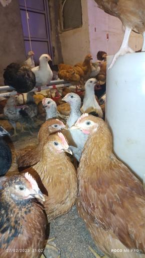 عکس مزرعه مرغ سبز