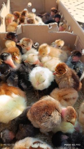 مزرعه مرغ سبز