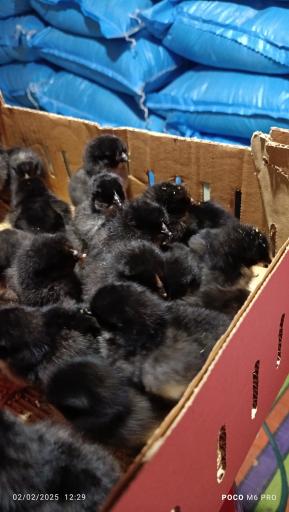 مزرعه مرغ سبز