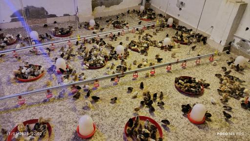 عکس مزرعه مرغ سبز