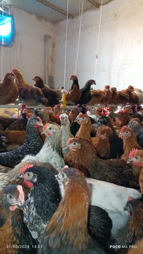 مزرعه مرغ سبز