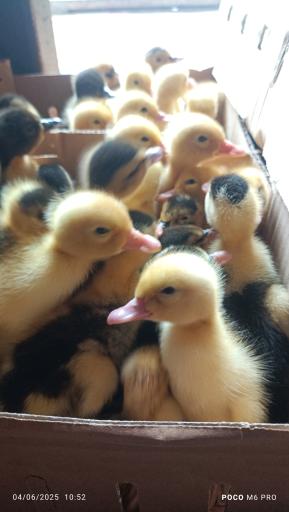 مزرعه مرغ سبز