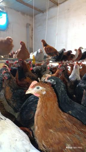 عکس مزرعه مرغ سبز