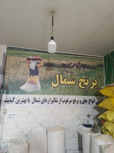 عکس برنج شمال