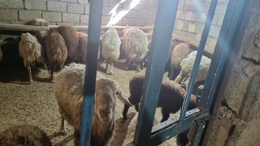 عکس دامداری برادران امینی