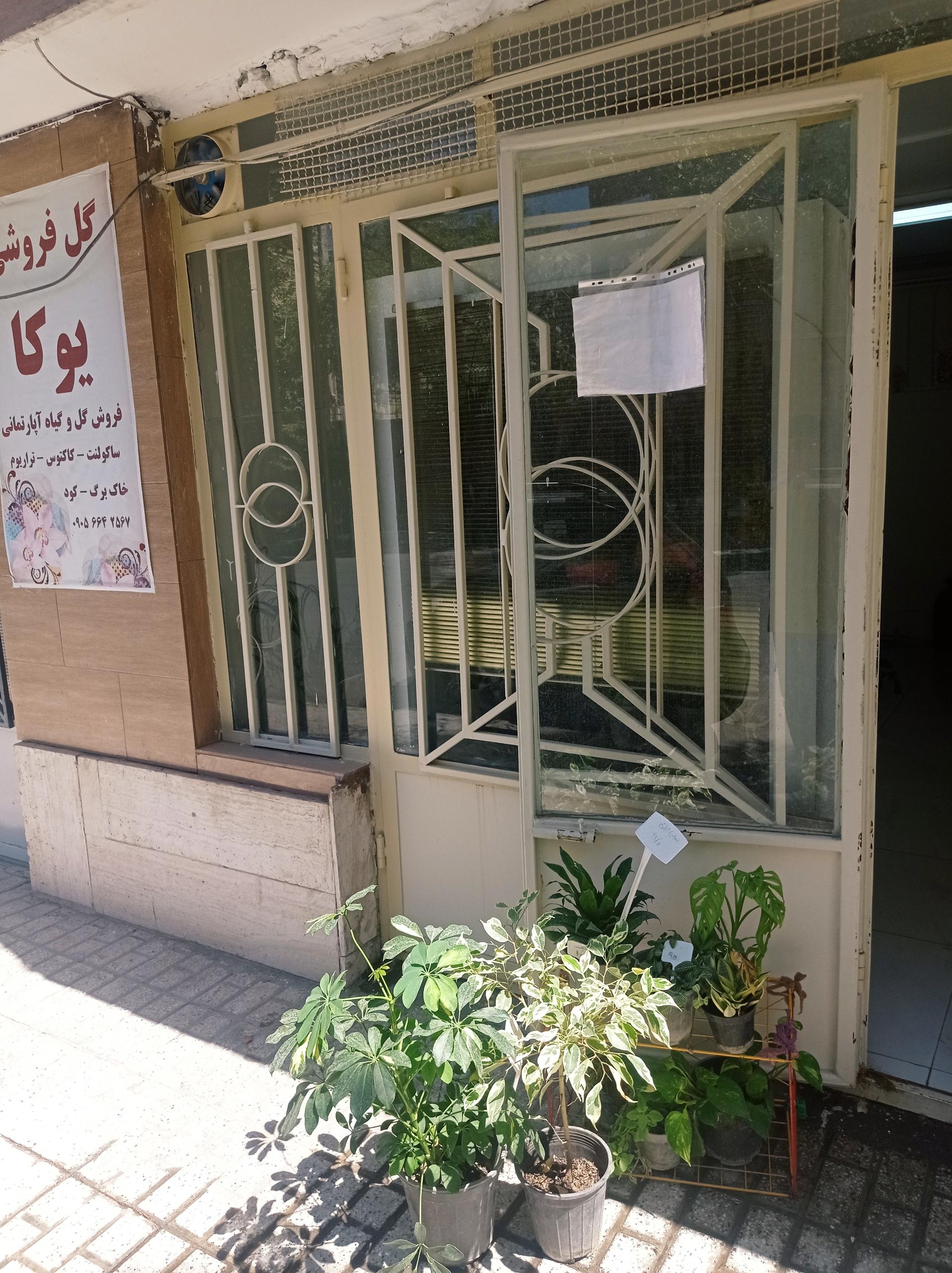 عکس گلخانه یوکا