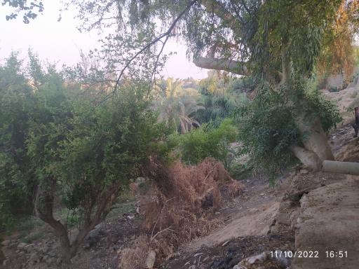 عکس شلیلی بزرگ