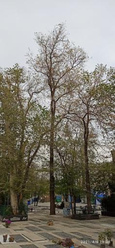 عکس آرامستان امامزادگان عینعلی و زینعلی