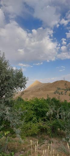 عکس بریه