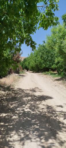 عکس بریه