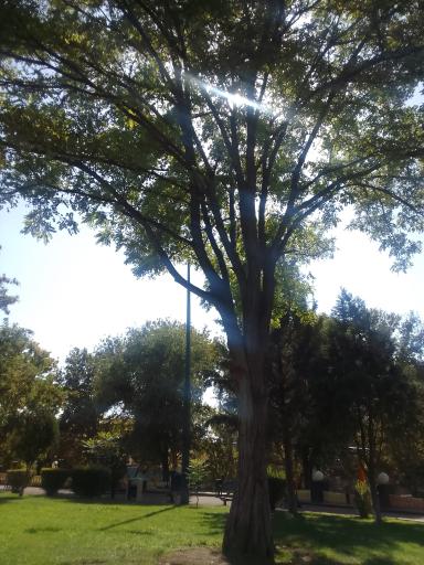 عکس پارک ملت