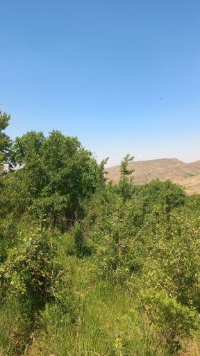 عکس سرکان