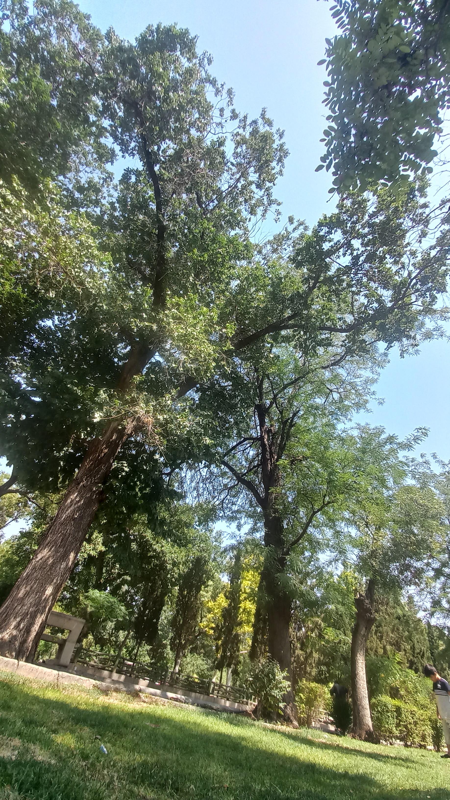 عکس پارک ملت