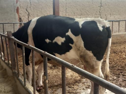 عکس خدمات کشاورزی دامپروری امیر کریمی