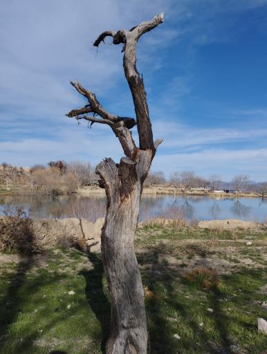 عکس چار سامون