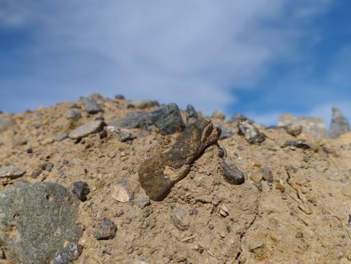 عکس چار سامون