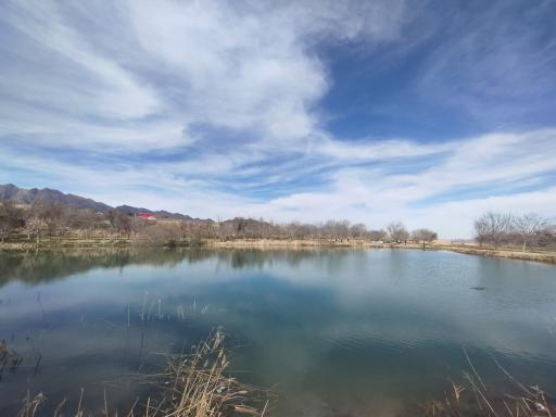 عکس چار سامون