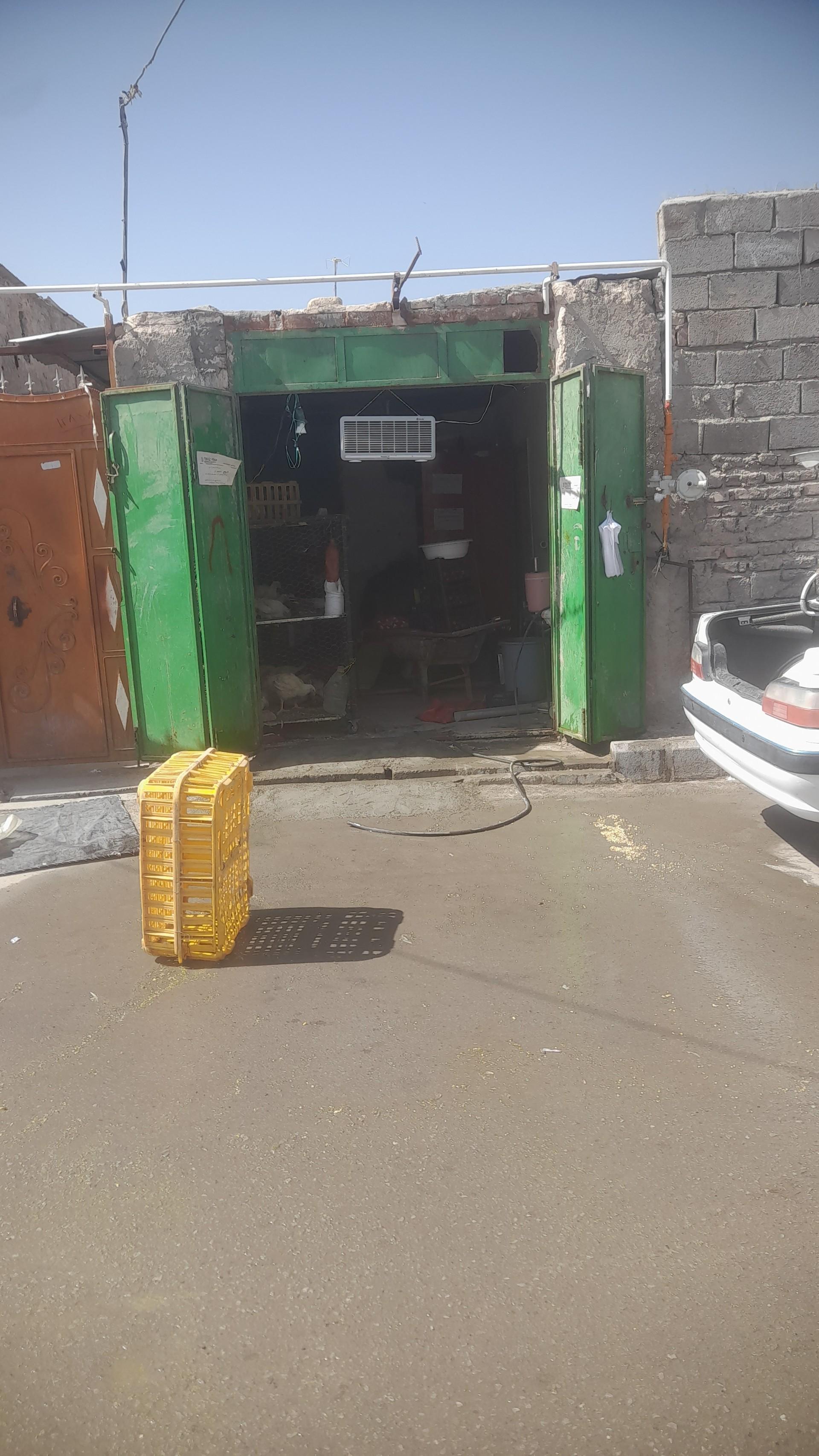 عکس مرغ زنده  وحدت 