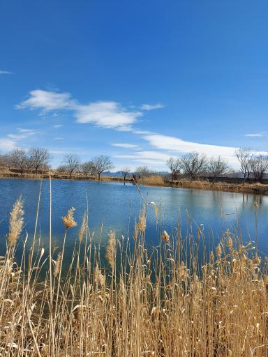 عکس چار سامون