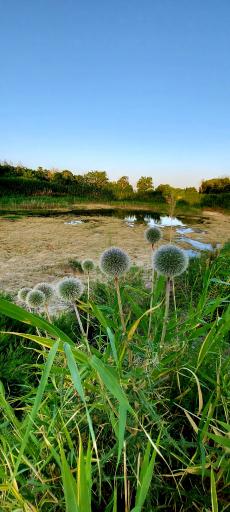 عکس چار سامون