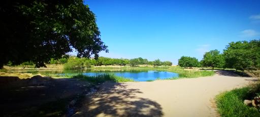 عکس چار سامون