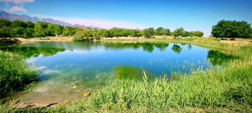 عکس چار سامون