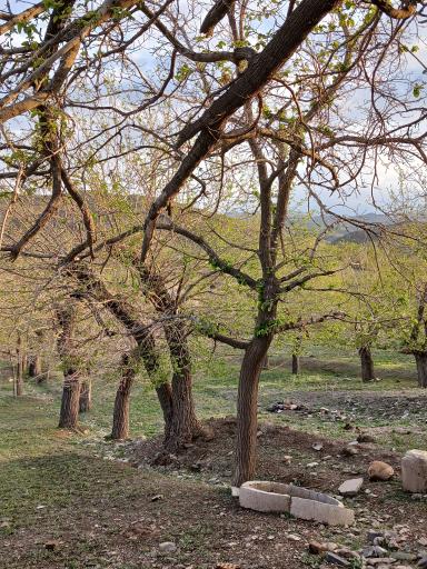 عکس گراخک