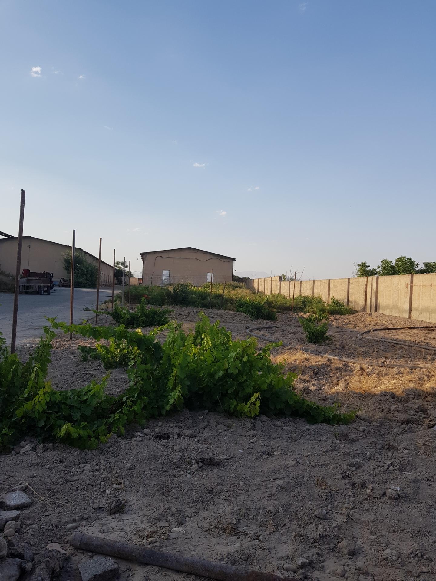 عکس مزرعه قارچ سحاب