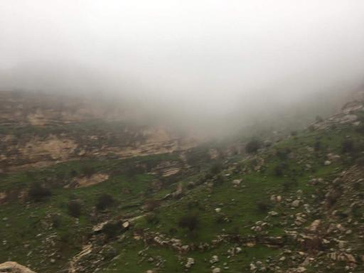 عکس پارک جنگلی 