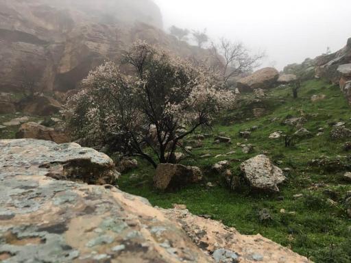 عکس پارک جنگلی 