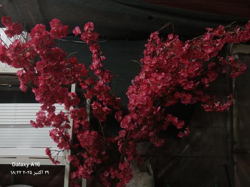 عکس گلخانه آپاتیه 