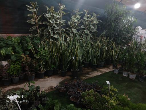 عکس گلخانه آپاتیه 