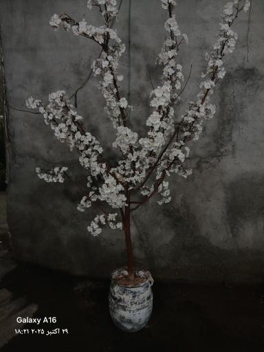 عکس گلخانه آپاتیه 