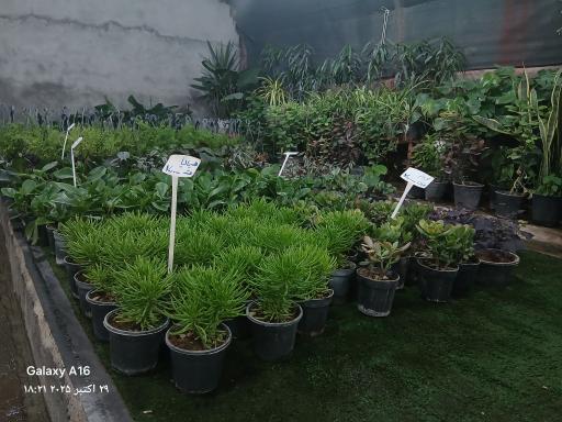عکس گلخانه آپاتیه 