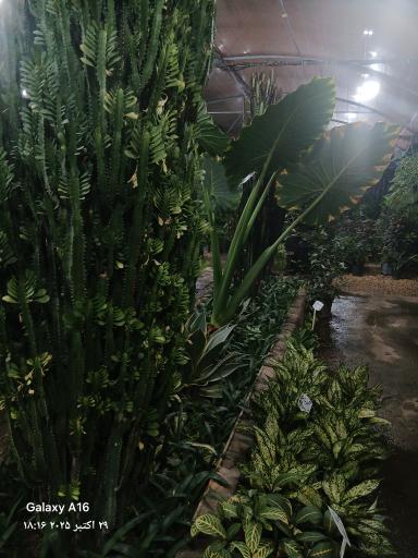 عکس گلخانه آپاتیه 