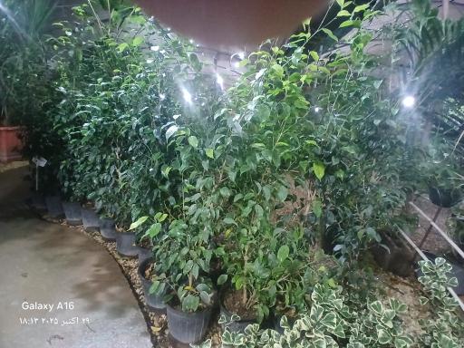 عکس گلخانه آپاتیه 