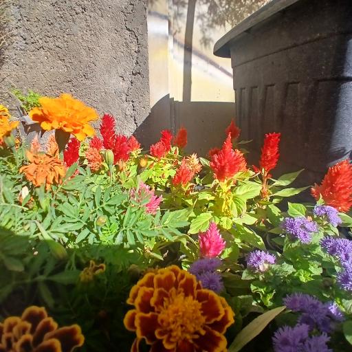 عکس گلخانه آپاتیه 