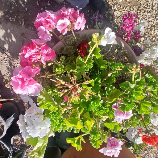 عکس گلخانه آپاتیه 