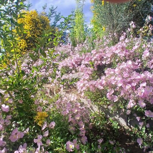 عکس گلخانه آپاتیه 