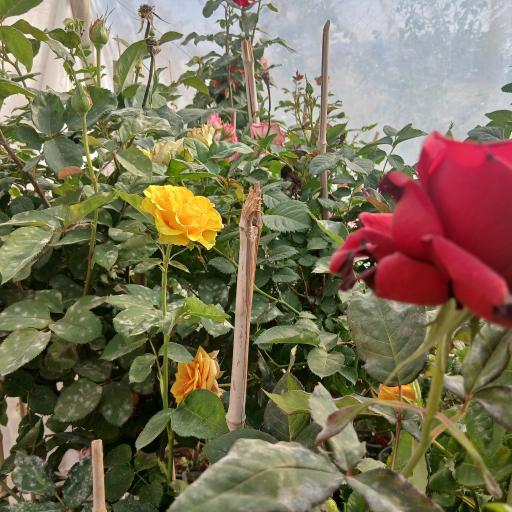 عکس گلخانه آپاتیه 