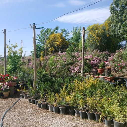 عکس گلخانه آپاتیه 