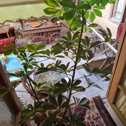 عکس کافه قربا